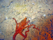 Weissgefleckter Oktopus (Krake) - Octopus lutens