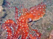 Weissgefleckter Oktopus (Krake) - Octopus lutens