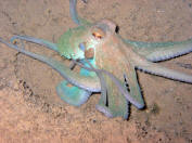 Riffoktopus - Octopus cyanea