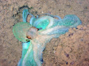 Riffoktopus - Octopus cyanea